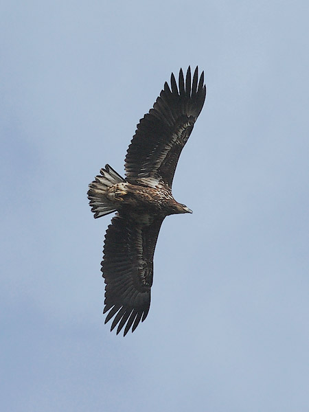 Merikotka, White-tailed Eagle, Haliaeetus albicilla